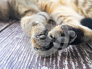 Cat feet - Close up of foot and claw cat paws