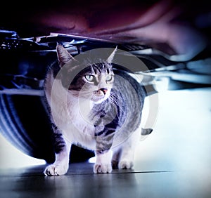 Cat, feline, backgrounds. Cat under the car.
