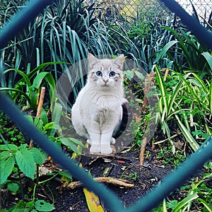 Cat feline beautiful exotic blue eyes wire plants