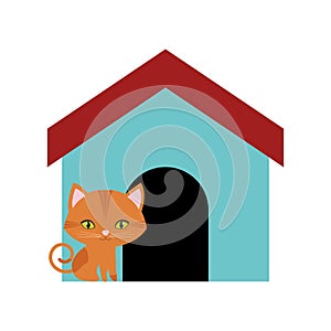 cat feline curious small colored house