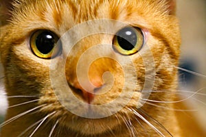 Close Up Orange Striped House Cat with Golden Eyes - Felis catus II photo
