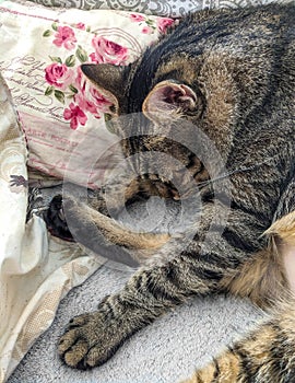 Gato durmiendo antiguo rosas decorado almohadas 