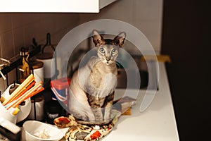Cat felis catus. pet sitting on the table.