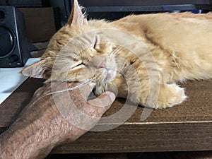 The cat fell asleep with its head on its owner`s hand