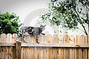 The cat on the fence