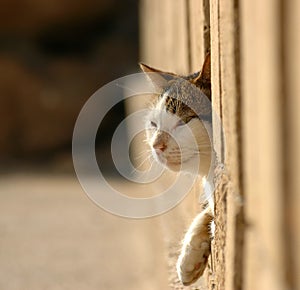 Cat in the fence