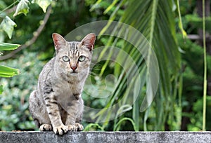 Cat on fence