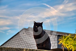 The cat on the fence. photo