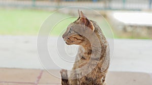 cat on the fence, cat reaction