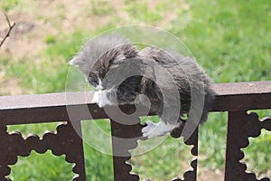 Cat on the fence. photo