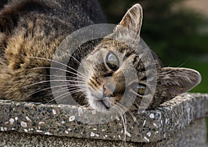 Cat on the fence. Slovakia