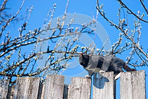 Cat on a fence. Neighbors cat is staring at photographer