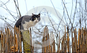 Cat on a fence. Neighbors cat is staring at photographer in the farm