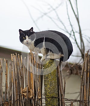 Cat on a fence. Neighbors cat is staring at photographer in the farm