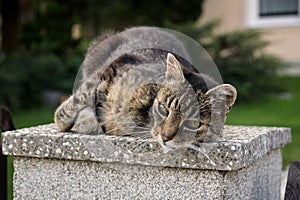 Cat on the fence. Slovakia