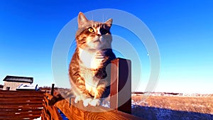 A cat on a fence during winter