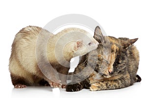 Cat and ferret plays on a white background