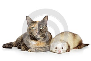 Cat and ferret on a white background