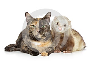 Cat and Ferret on white background