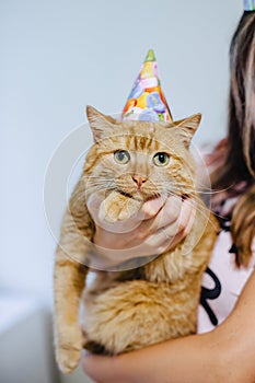 cat in a festive cap