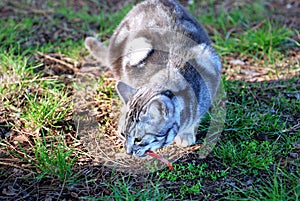 Cat on the field