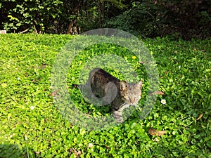 Cat in a field