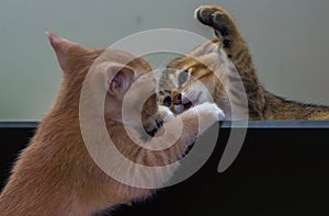 Cat fighting photo