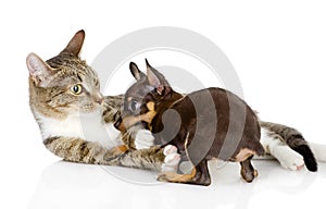 The cat fights with a dog