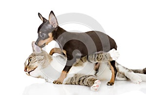 The cat fights with a dog