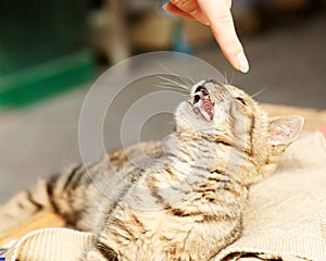 Cat with finger