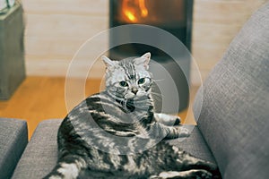 cat and fireplace