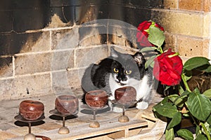 Cat in a fireplace