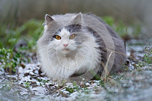 Cat first sees snow in the winter. Cute kitten sitting near snowy Christmas tree