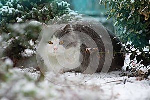 Cat first sees snow in the winter. Cute kitten sitting near snowy Christmas tree