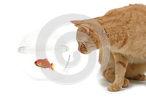 cat and fish