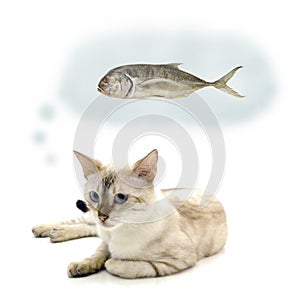 Cat and fish