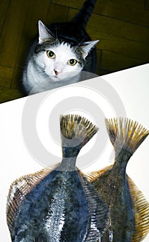 Cat and fish