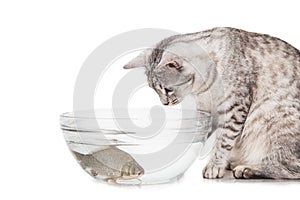 Cat fish aquarium