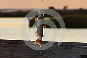 A cat fish on a hook in the air