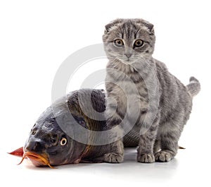 Cat and fish