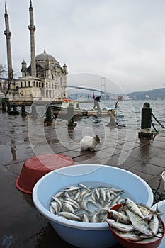 Cat & fish at Ortakoy seaside Istanbul