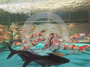 Cat fish or Patin in the aquarium photo