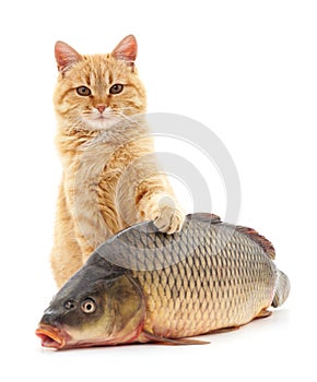 Cat and fish.