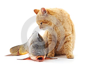 Cat and fish.