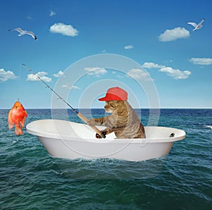 Cat fisher drifts in bathtub in sea