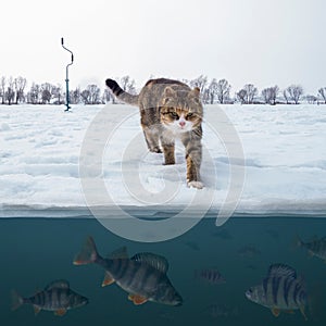 Cat fisherman on snowy ice at lake above troop of perch fish. Winter ice fishing background.