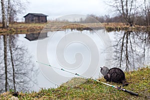 Cat with a fishing rod sits on shore of a lake and is waiting for catch. Fishing, hobbies, recreation. Autumn landscape
