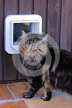 The cat flap