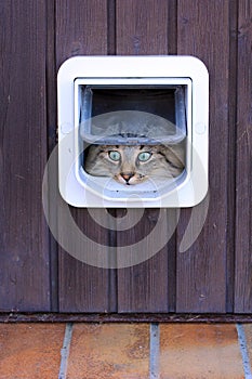 The cat flap