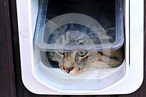 The cat flap